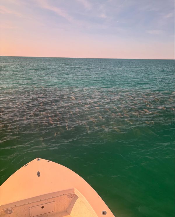 King Tide Charters