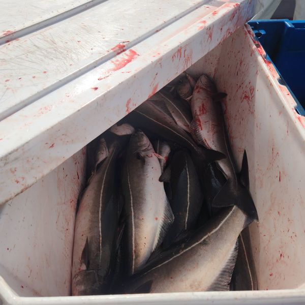 Tontine Fishing Charters