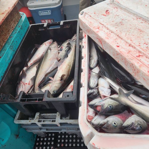 Tontine Fishing Charters