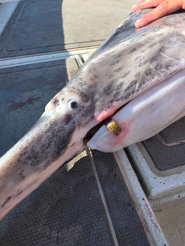 Gone Fishin Guide Service