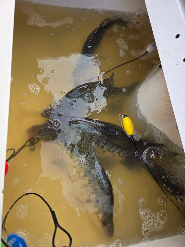 Gone Fishin Guide Service