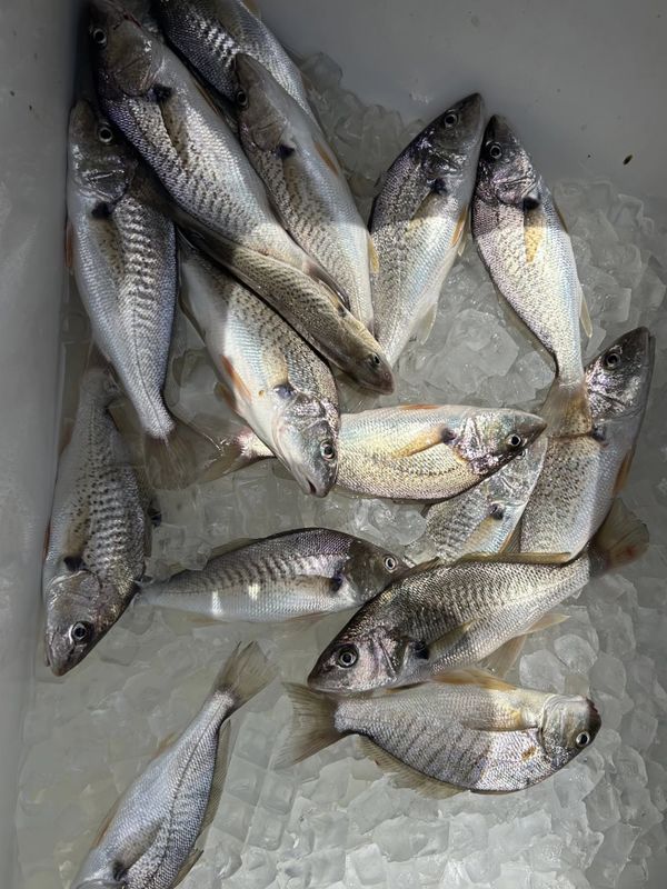 River Wing Guide Services