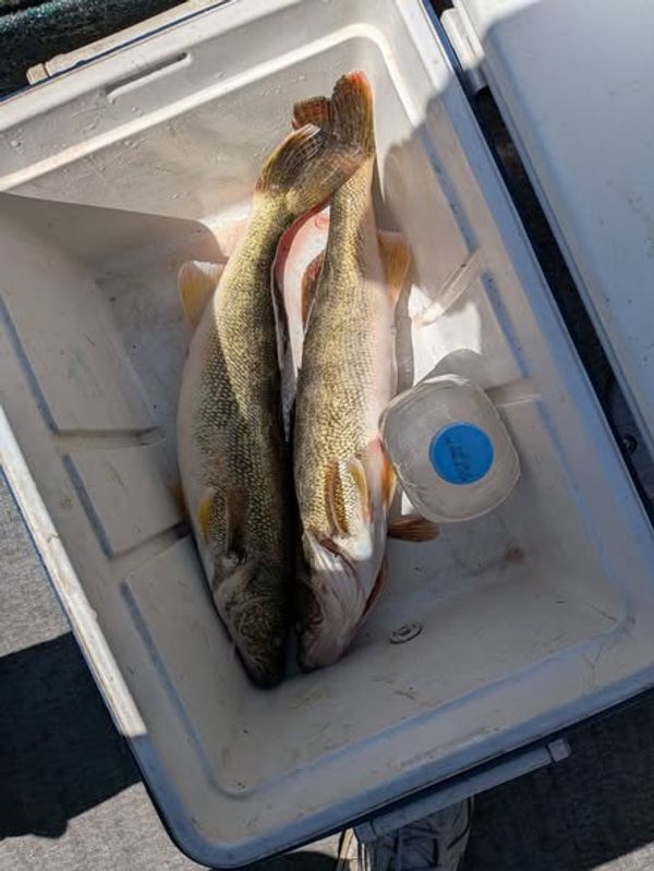 Lure-In Fishing Guide Service