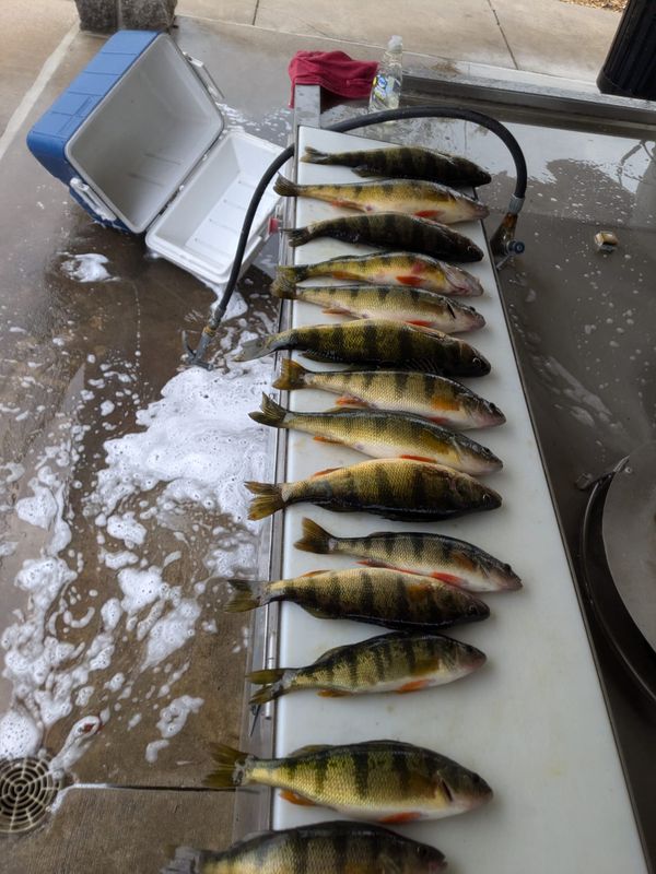 Lure-In Fishing Guide Service