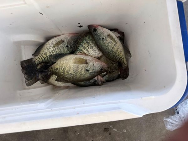 Branson Champion Guide Service