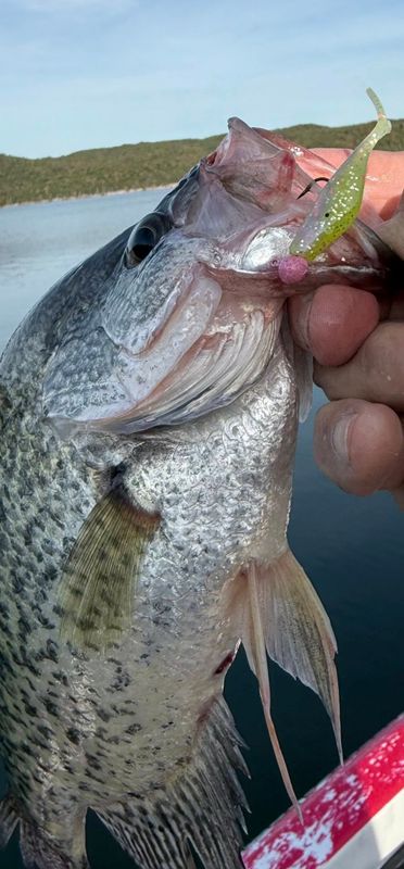 Branson Champion Guide Service