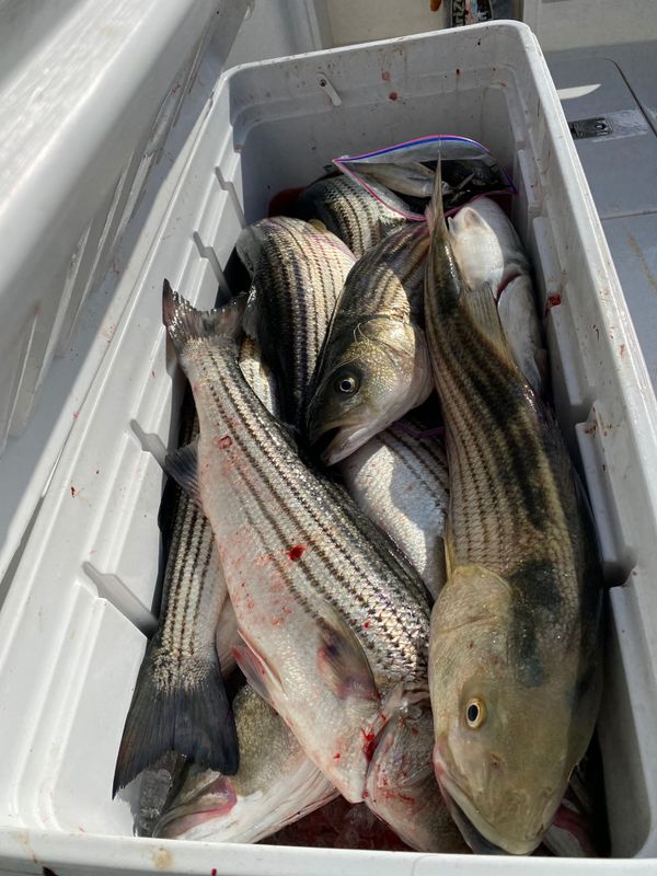 Side Job Sportfishing