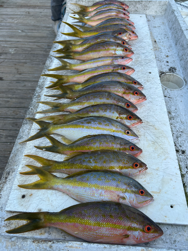Johnny Maddox Charters Papa 31