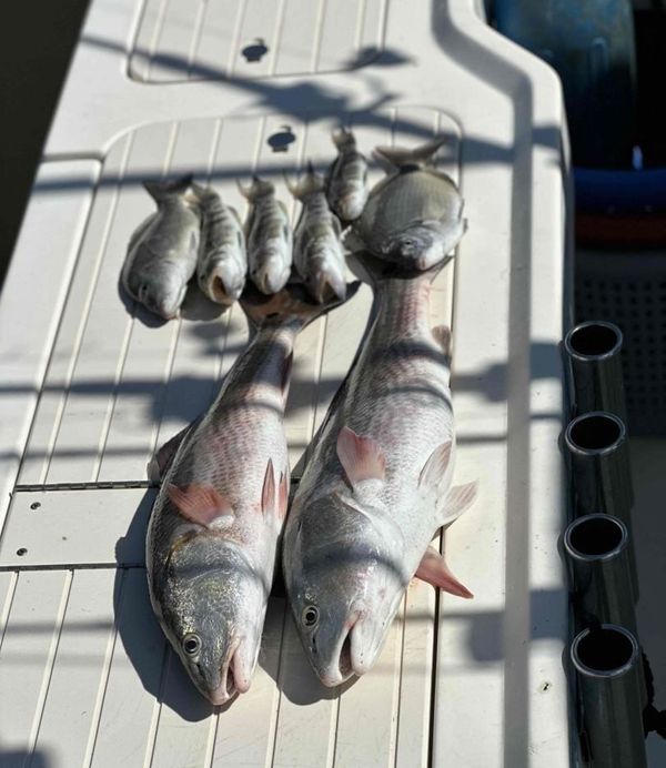 Line Life Fishing Company