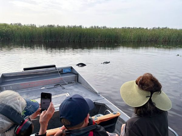 Swampdog Tours
