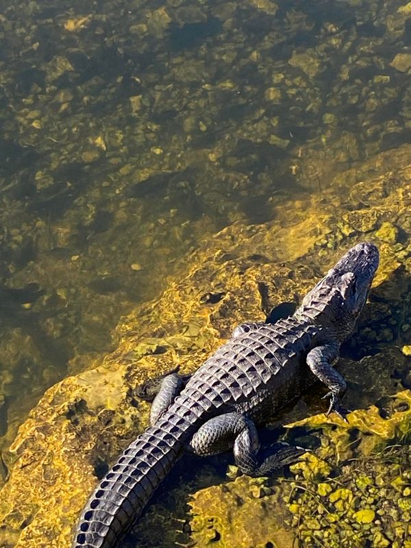 Swampdog Tours