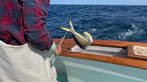 Roankoe Sportfishing