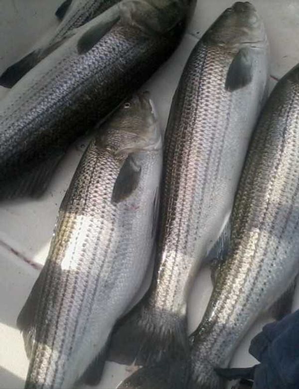 Long Island Light Tackle LLC