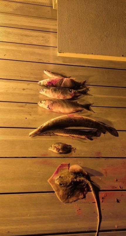 Volusia Bowfishing Tours