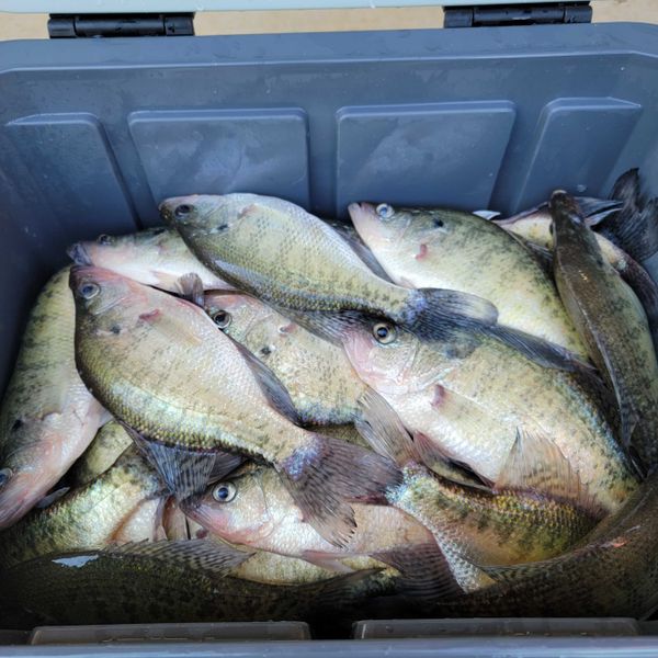 Mississippi Crappie Charters 