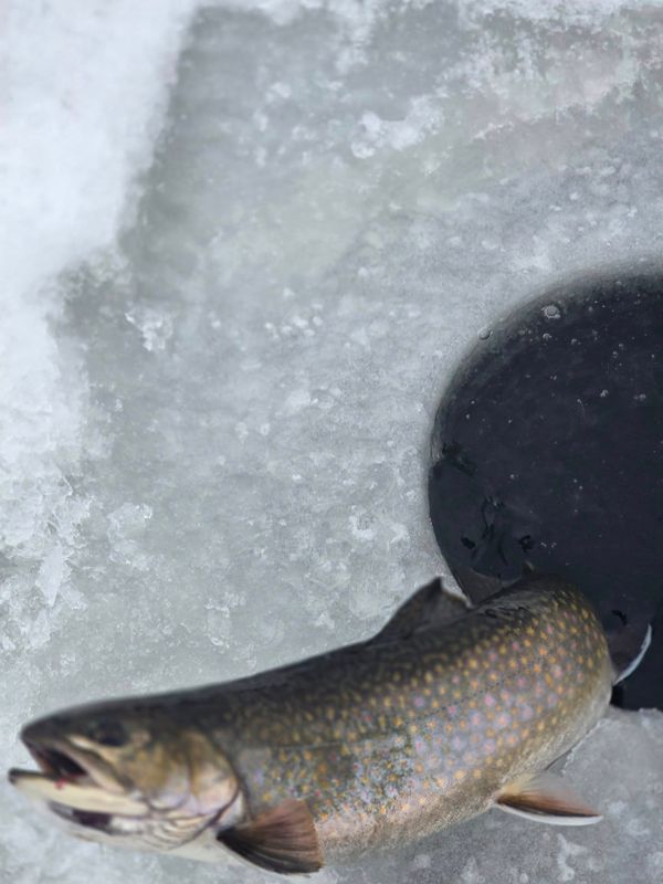 Swamp Fox Guide Service