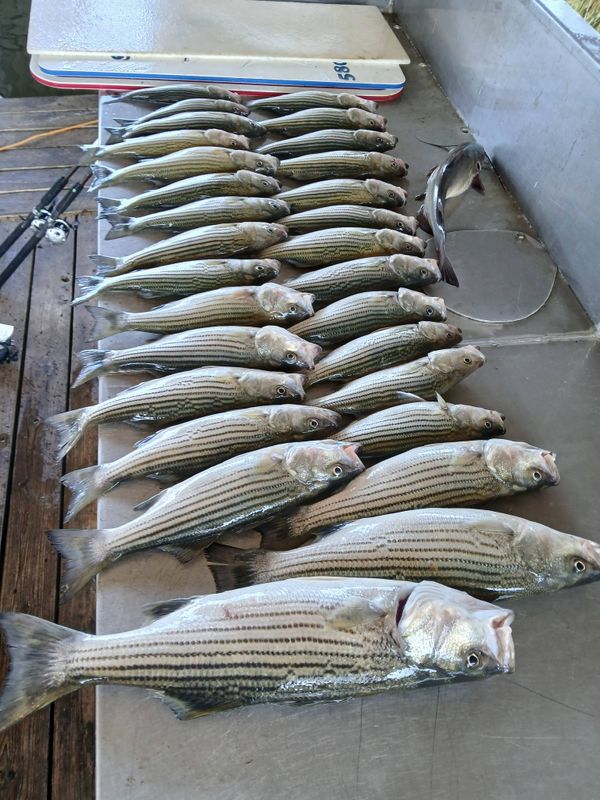 Bigfoot Stripers