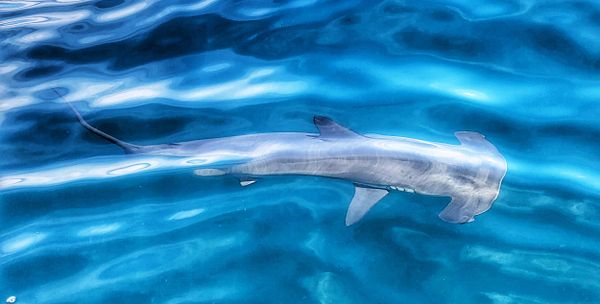 Fishooker Charters