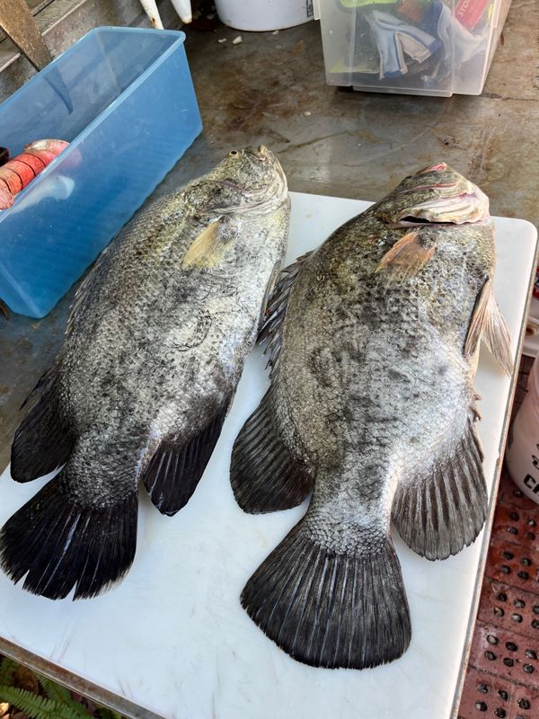 Tripletail Charters
