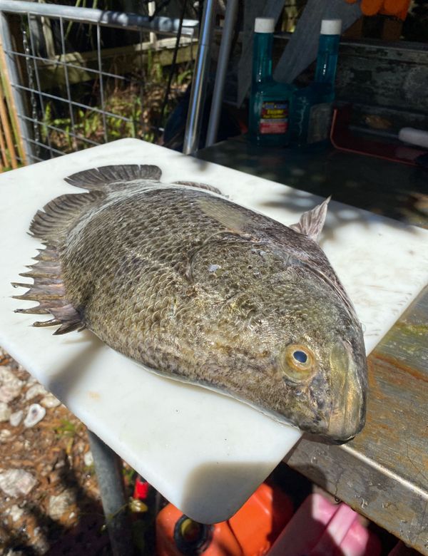 Tripletail Charters