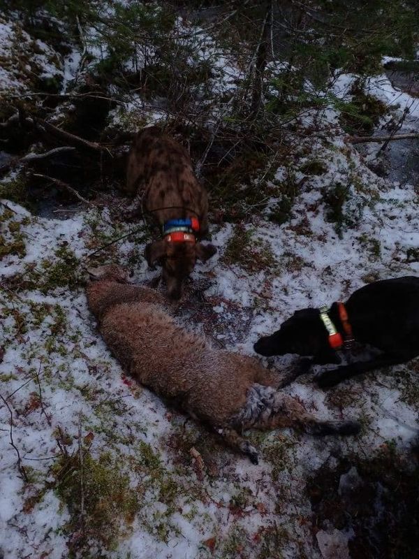 Palmer's Guided Hunts