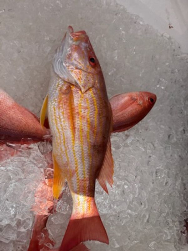 Bluewater Charter