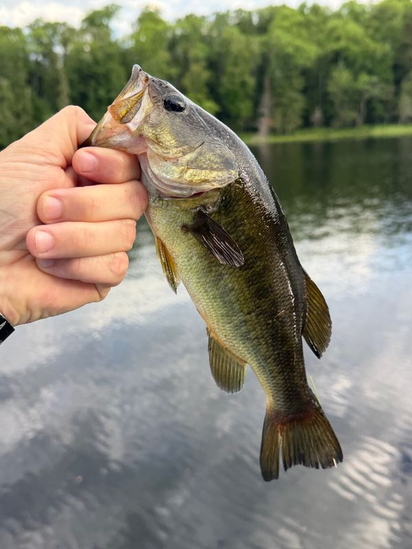 Reel Dill Outfitters