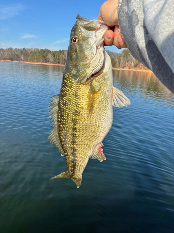 Reel Striper Adventures