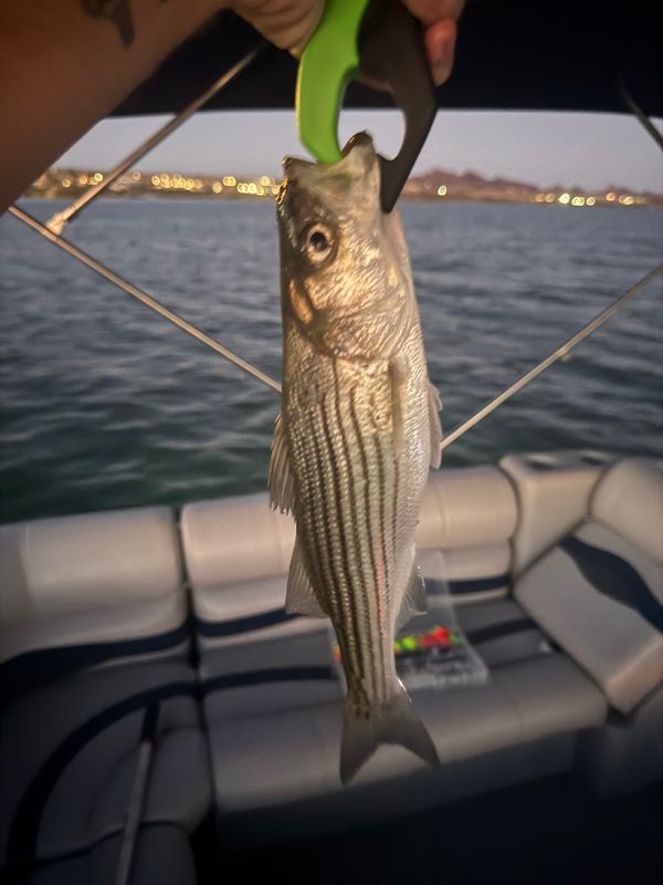 Capt.Kenne Charters LLC
