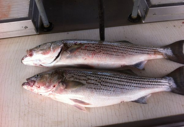 Capt.Kenne Charters LLC