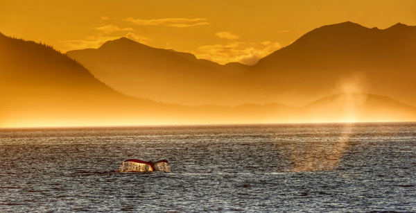Sitka Expeditions