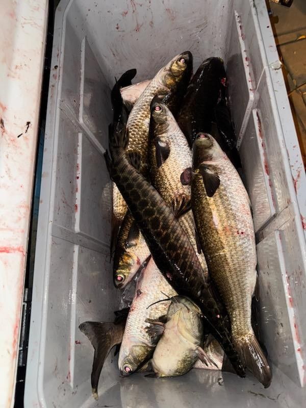 Stick and Stack Bow Fishing