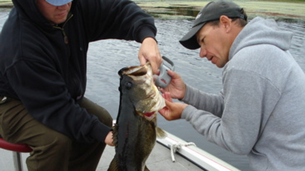 Guided Bass Trips