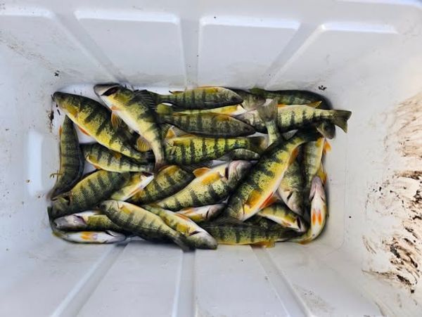 Savage Pursuit Guide Service