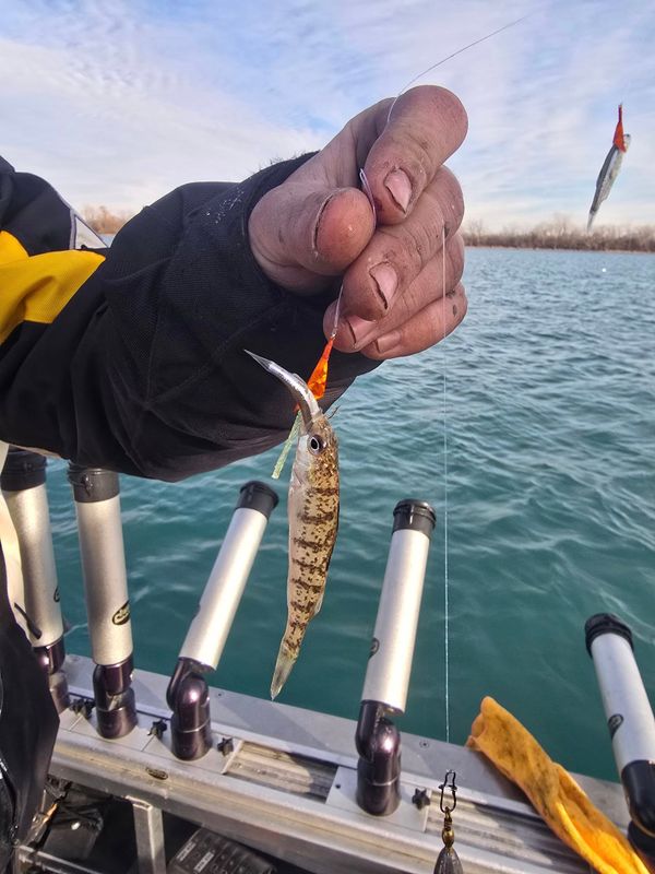 Savage Pursuit Guide Service