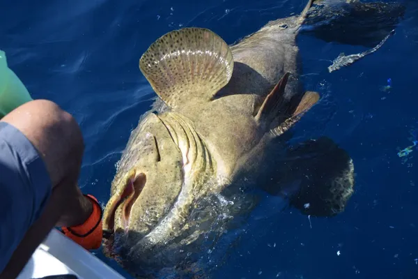 Always Fun Charters