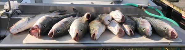 Fish 'N Party II