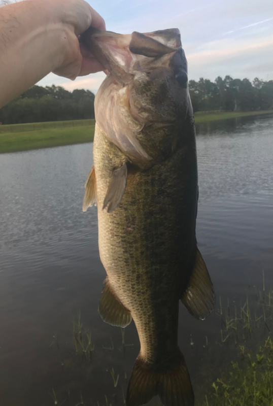 Ballistic Bass Fishing