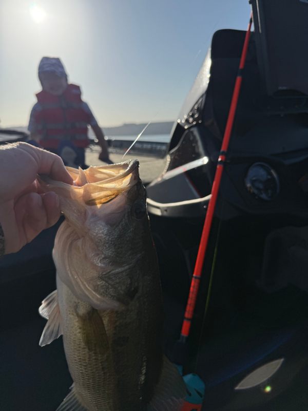 Bass Tours ATX