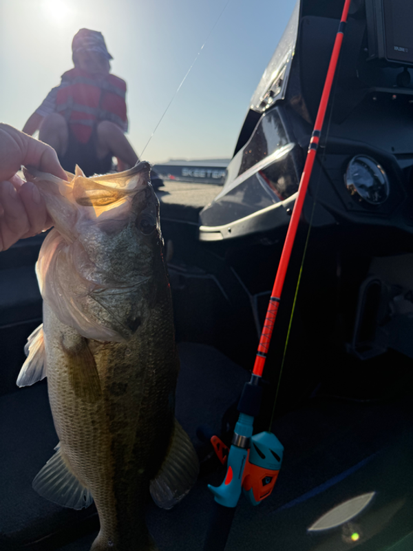 Bass Tours ATX