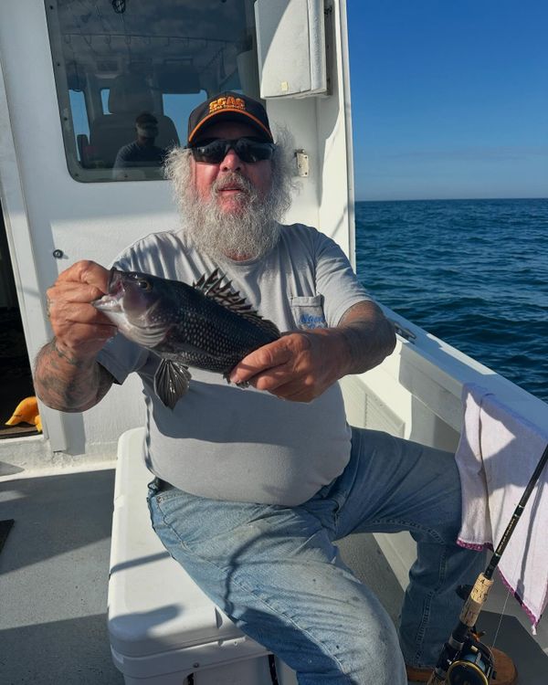 Mad Hatter Charters