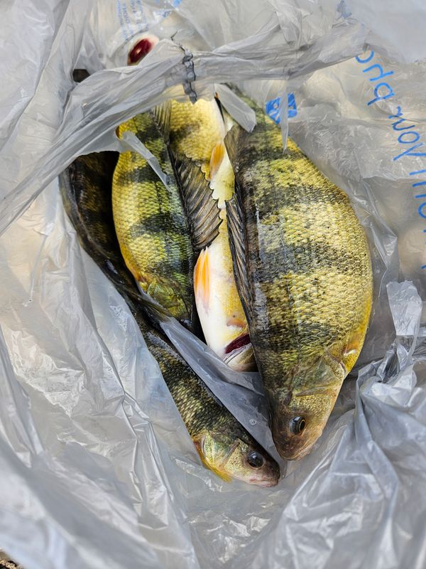 Big Fat Bass Guide Service