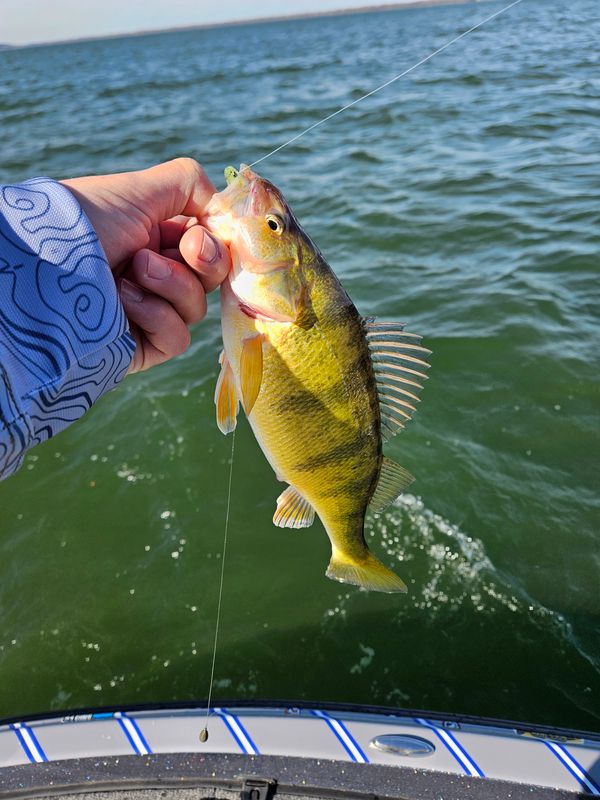 Big Fat Bass Guide Service