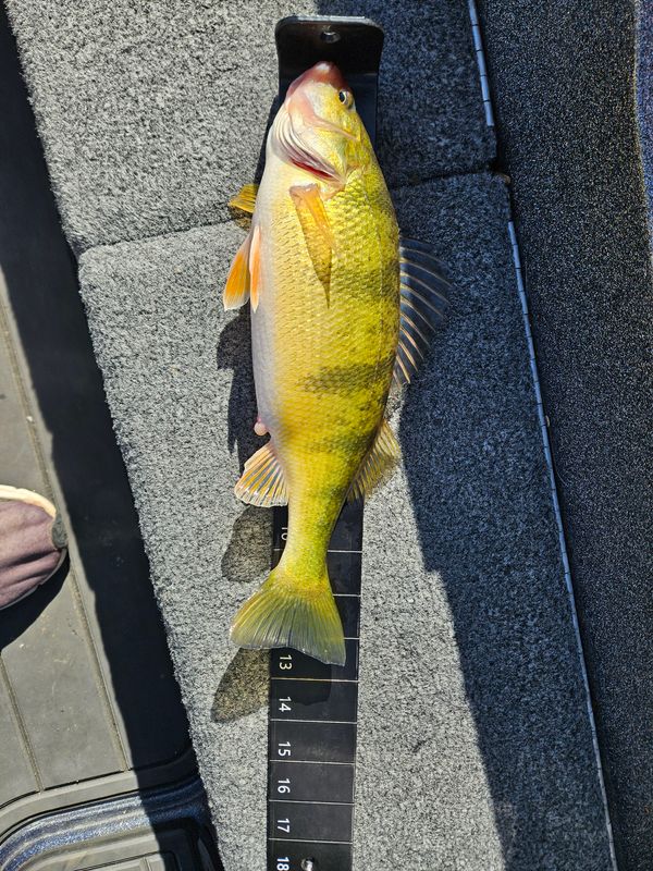 Big Fat Bass Guide Service