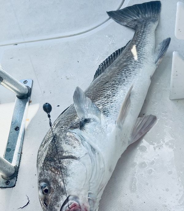 Catch The Most Charters