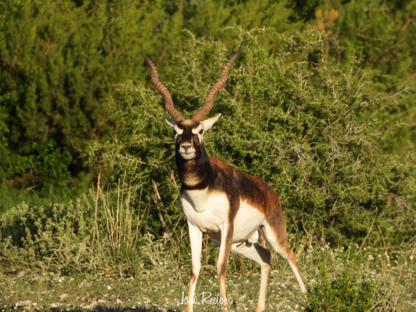 Angry Goat Outfitters