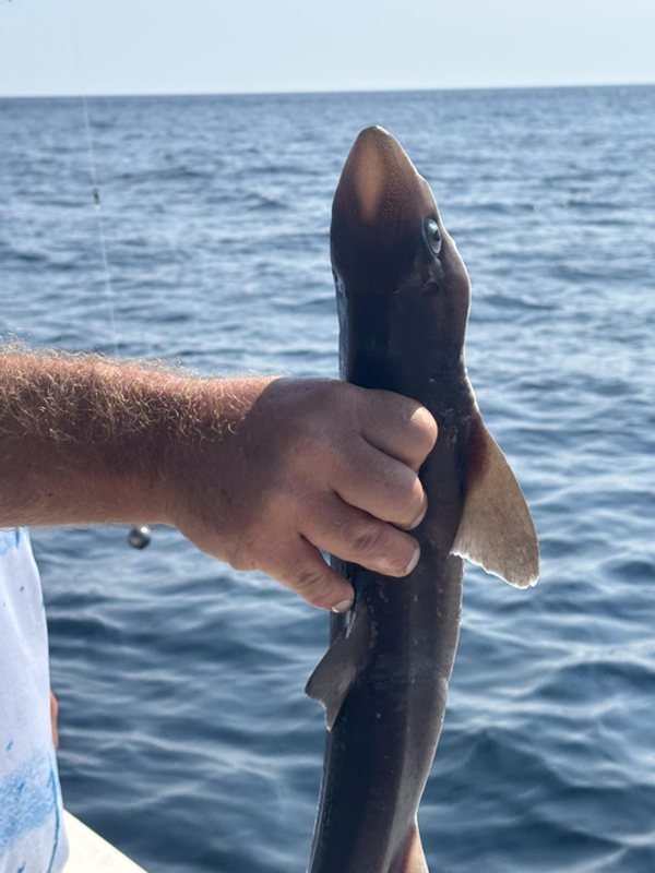 Seale Rock Fishing Charters