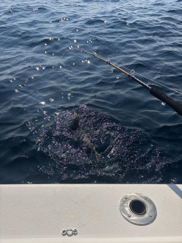 Seale Rock Fishing Charters