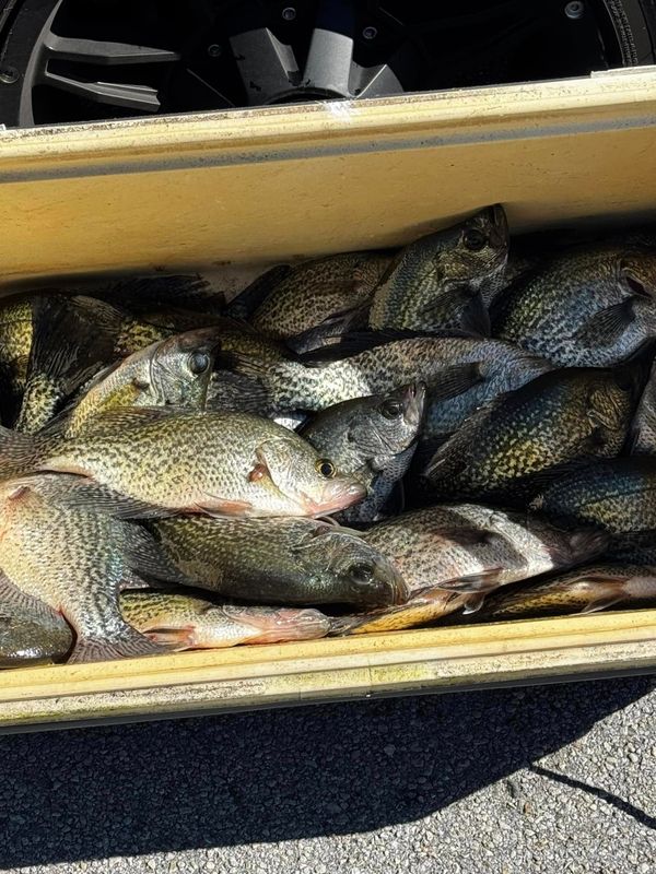 Scales & Tales Outdoors