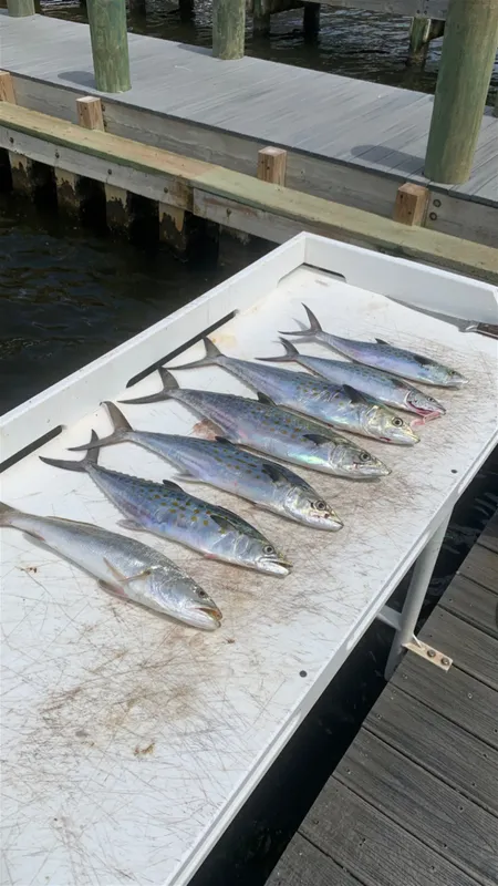 Strictly Business Fishing Charters
